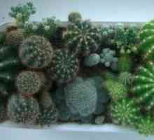 Cactus: proprietăți utile. Utilizarea de cactus în medicina populară