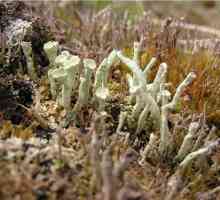 Cladonia inform, Cladonia Forest.