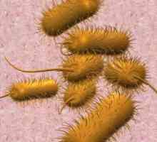 Clostridia în analiza pe un disbacterioză: periculos creșterea nivelului de bacterii?