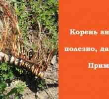 Calamus rădăcină - un cadou de la tătaro-mongol Rusia