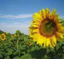 Floarea-soarelui rădăcină tratează articulațiilor, rinichii curata mai bine decât iarba!