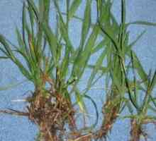 Rădăcina wheatgrass: proprietăți medicinale, indicații de utilizare