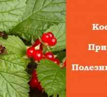 Rubus Piatra - proprietățile sale utile și contraindicații