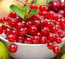 Red coacaze - un fruct de vară util