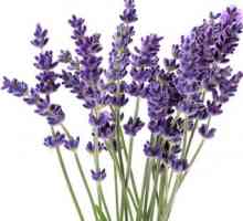 Lavender: Proprietăți și aplicații