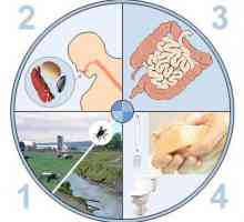 Tratamentul pentru gastroenterita acuta si produse alimentare