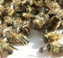 Albine moarte sunt utile pentru inima, și ei sunt absolut inofensive!