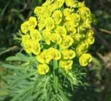 Euphorbia: proprietăți utile. Utilizarea milkweed, utilizarea de reguli, rețete