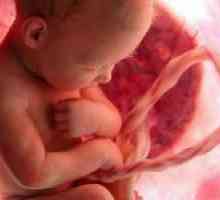 Violarea fluxului sanguin utero-placentară în timpul sarcinii