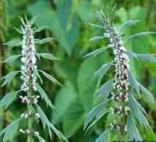 Infuzia de plante aromatice Leonurus: proprietăți utile și aplicații