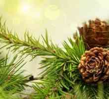 Tinctura de conuri de pin pentru păstrarea sănătății și longevitate