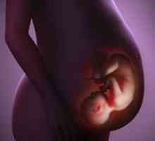 Nefropatie gravidă