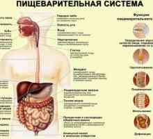Dureri de dureri în stomac - o consecință a problemelor cu tractul gastro-intestinal