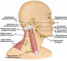 Ce inflamarea ganglionilor limfatici din spatele urechii?