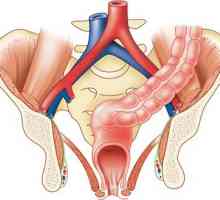 Informații generale despre prolaps rectal