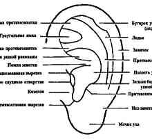 Descrierea structurii urechii umane