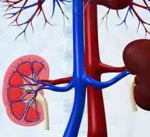 Principalele simptome ale bolii renale