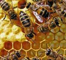 Unde și cum mierea provin de la?