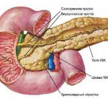 Ce este o ecografie a pancreasului și căruia este necesar să se treacă