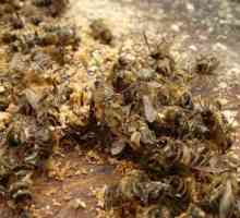 Bee Podmore: de ajutor sau dăunătoare pentru o colecție neobișnuită?