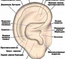 Auris externa, sau anatomia urechii externe și boala