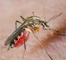 Primul ajutor pentru umflarea mușcături de țânțar