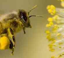 Primul ajutor pentru o intepatura de albina este de a elimina tumora și ce să facă