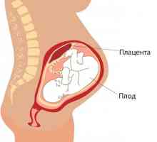 Placenta pe peretele frontal al uterului: ceea ce este pericolul?