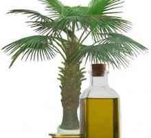 Proprietăți utile și dăunătoare ale uleiului de palmier