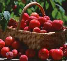 Proprietăți utile de prune de cireșe, compoziția și valoarea nutritivă