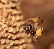 Proprietăți utile de polen de albine, medicii știu - au rock!