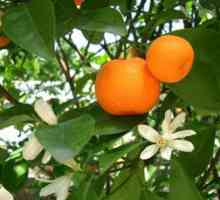 Beneficii mandarinele