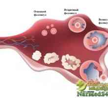 Conceptul ovulației și cum să-l stimuleze la domiciliu