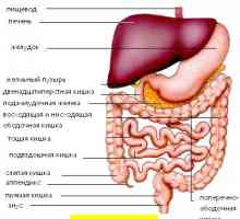 Leziunile ale tractului gastro-intestinal, în medicina tibetană