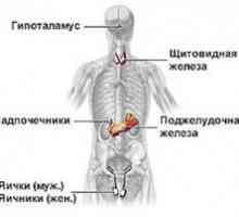 Cauze și simptome ale bolilor umane ale sistemului endocrin