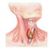 Cauzele caderii parului la femei cu boli tiroidiene