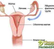 Practicile populare Aplicarea în stoparea hemoragiilor uterine