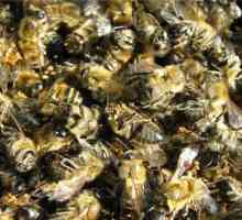 Utilizarea de albine Podmore salvați de cancer și alte forță majoră!