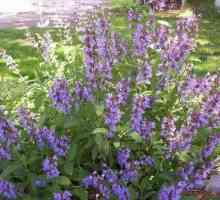 Utilizarea Salvia officinalis în medicina populară și cosmetologie