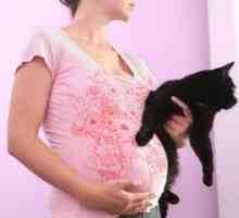 Semnele toxoplasmoza cronice în timpul sarcinii și metode de tratament