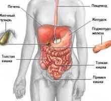 Amplasarea și anatomia organelor abdominale umane