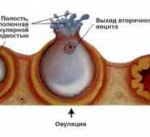 Cauzele de sânge în timpul ovulației