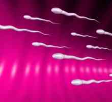 Faptele reale despre sperma stagnante