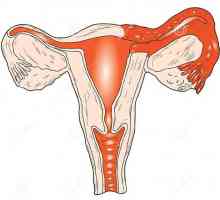 Salpingo: inflamație a ovarelor și a trompelor uterine