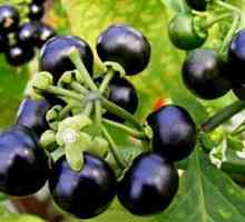 Sunberry: proprietăți utile și contraindicații