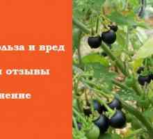 Sunberry: proprietăți utile și contraindicații Solanaceae grădină