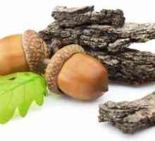Coaja de stejar, iar utilizarea sa în medicina tradițională