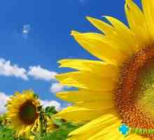 Semințele de floarea soarelui: ceea ce este utilizarea?