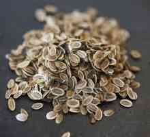 Semințe de fenicul de la dăunători: cum să se aplice