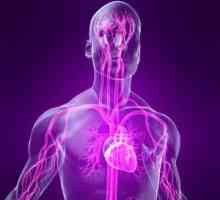 Manifestările cardiace ale distonie vegetativa-vasculare și a specificității lor